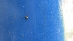 Leucauge