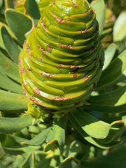 Leucadendron platyspermum