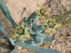 Ferraria divaricata