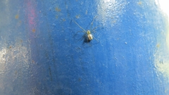 Leucauge