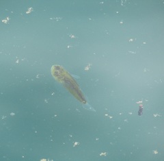 Genyagnus monopterygius