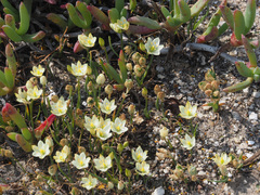 Ornithogalum rupestre