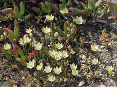 Ornithogalum rupestre