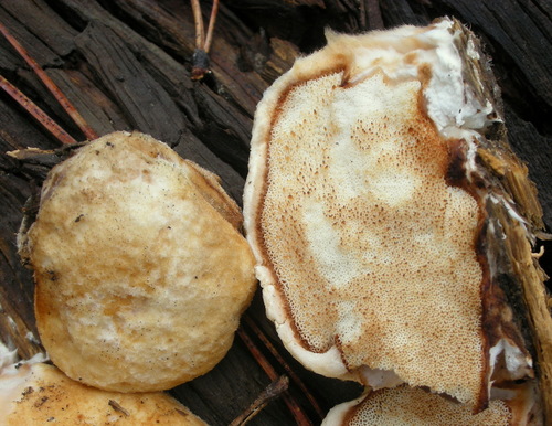 Spongiporus leucospongia