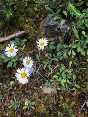 Erigeron galeottii