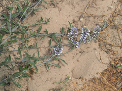 Psoralea venusta