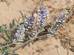 Psoralea venusta