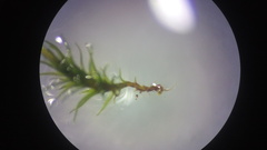 Thuidium peruvianum
