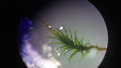 Thuidium peruvianum