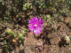 Drosanthemum fourcadei