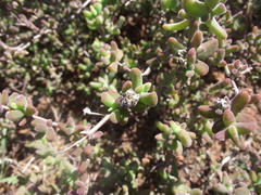 Drosanthemum fourcadei