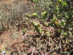 Drosanthemum fourcadei