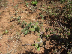 Drosanthemum fourcadei