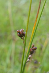 Juncus haenkei