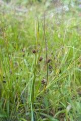 Juncus haenkei