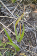 Anthoxanthum glabrum