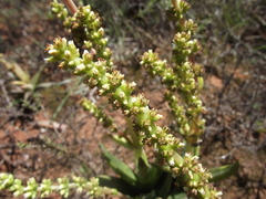 Crassula capitella capitella