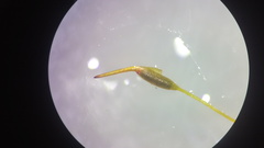 Thuidium peruvianum