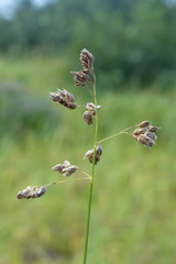 Anthoxanthum glabrum