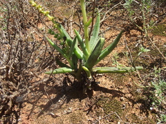 Crassula capitella capitella