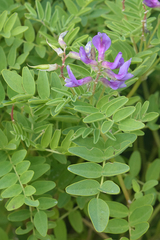 Astragalus japonicus