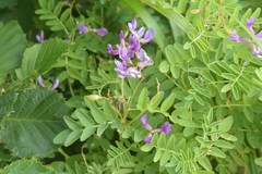 Astragalus japonicus