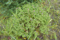 Astragalus japonicus