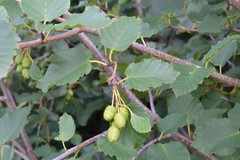 Alnus maximowiczii