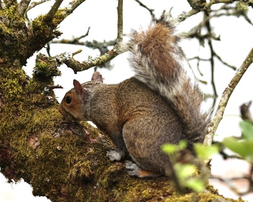 Eastern Gray Squirrel