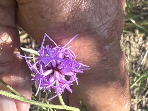 Liatris cymosa observed 2025-09-13