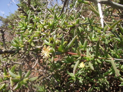 Delosperma versicolor