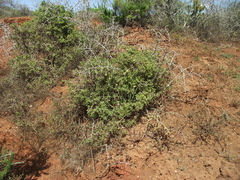 Delosperma versicolor