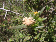 Delosperma versicolor