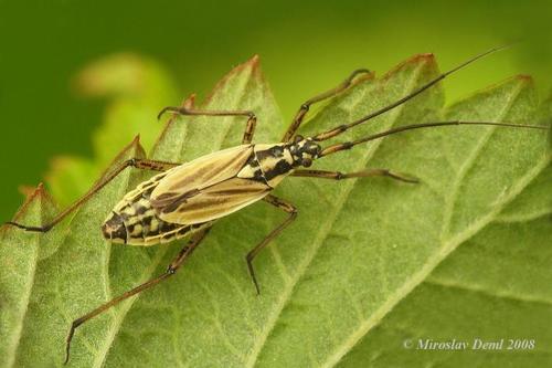 Painioji Žolblakė nuotrauka