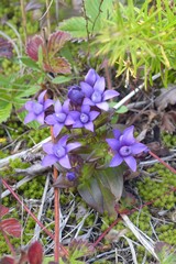Gentianella auriculata