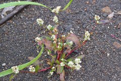 Persicaria tomentosa