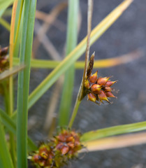 Carex pumila