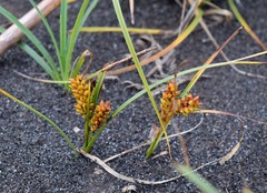 Carex pumila