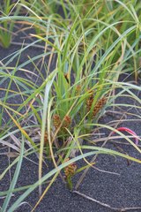 Carex pumila
