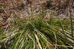 Carex longirostrata