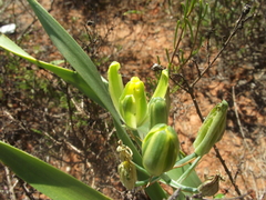 Albuca tortuosa