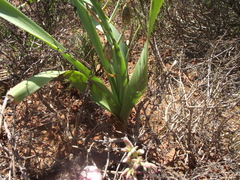 Albuca tortuosa
