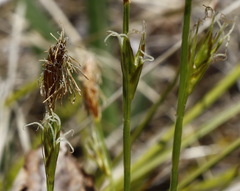 Carex longirostrata