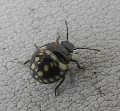 Caura rufiventris