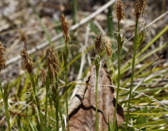 Carex longirostrata
