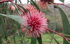 Hakea laurina
