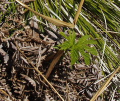 Filipendula palmata