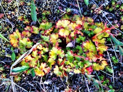 Micranthes purpurascens