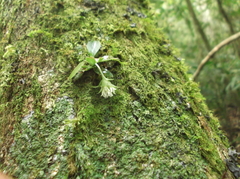 Eurystyles ananassocomos