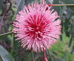 Hakea laurina